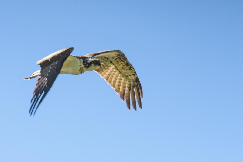  20160909-PB5_0677.JPG </br ><small> 2016-09-09 12:22</br >NIKON D500 + TAMRON SP AF 150-600mm F5-6.3 VC USD A011N<br /> 500mm 1/800s f/8 ISO 250</small>