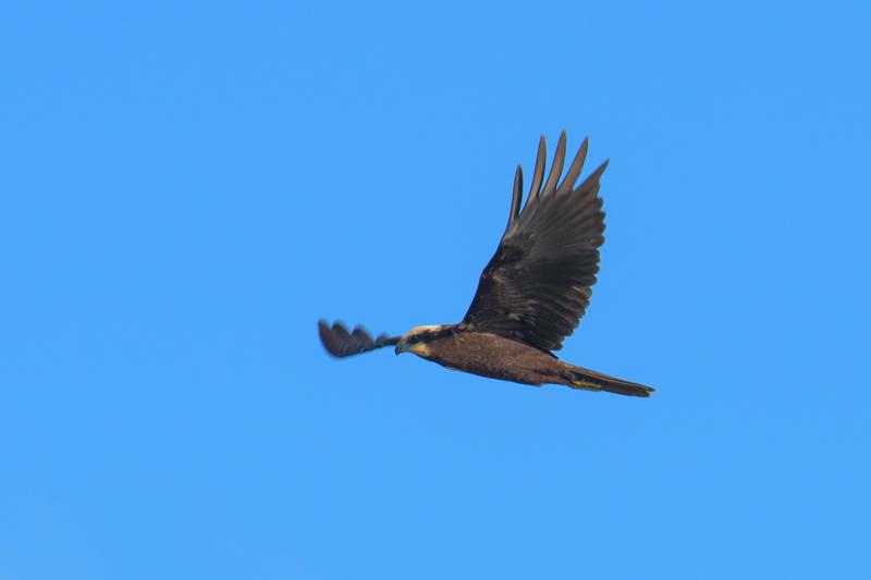  20160909-PB5_0794.JPG </br ><small> 2016-09-09 17:21</br >NIKON D500 + TAMRON SP AF 150-600mm F5-6.3 VC USD A011N<br /> 500mm 1/500s f/9 ISO 100</small>