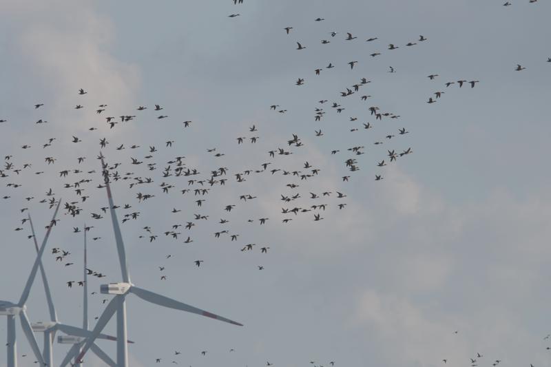  20160909-PB5_0804.JPG </br ><small> 2016-09-09 17:38</br >NIKON D500 + TAMRON SP AF 150-600mm F5-6.3 VC USD A011N<br /> 420mm 1/500s f/9 ISO 140</small>