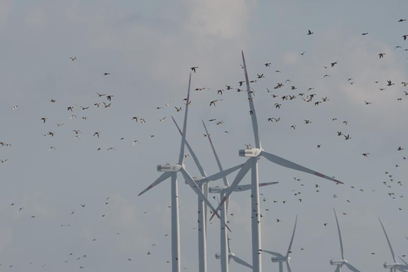  20160909-PB5_0806.JPG </br ><small> 2016-09-09 17:39</br >NIKON D500 + TAMRON SP AF 150-600mm F5-6.3 VC USD A011N<br /> 420mm 1/500s f/9 ISO 140</small>