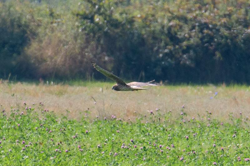  20160910-PB5_0985.JPG </br ><small> 2016-09-10 12:41</br >NIKON D500 + TAMRON SP AF 150-600mm F5-6.3 VC USD A011N<br /> 500mm 1/800s f/8 ISO 500</small>