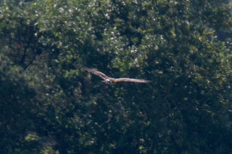  20160910-PB5_0986.JPG </br ><small> 2016-09-10 12:41</br >NIKON D500 + TAMRON SP AF 150-600mm F5-6.3 VC USD A011N<br /> 500mm 1/800s f/8 ISO 250</small>