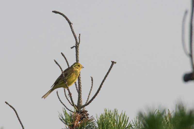  20160914-PB5_1238.JPG </br ><small> 2016-09-14 09:03</br >NIKON D500 + TAMRON SP AF 150-600mm F5-6.3 VC USD A011N<br /> 600mm 1/640s f/8 ISO 250</small>