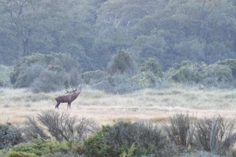  20160915-PB5_1634.JPG </br ><small> 2016-09-15 19:19</br >NIKON D500 + TAMRON SP AF 150-600mm F5-6.3 VC USD A011N<br /> 600mm 1/400s f/9 ISO 9000</small>