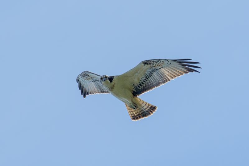  20160916-PB5_1790.JPG </br ><small> 2016-09-16 14:11</br >NIKON D500 + TAMRON SP AF 150-600mm F5-6.3 VC USD A011N<br /> 500mm 1/1600s f/9 ISO 640</small>