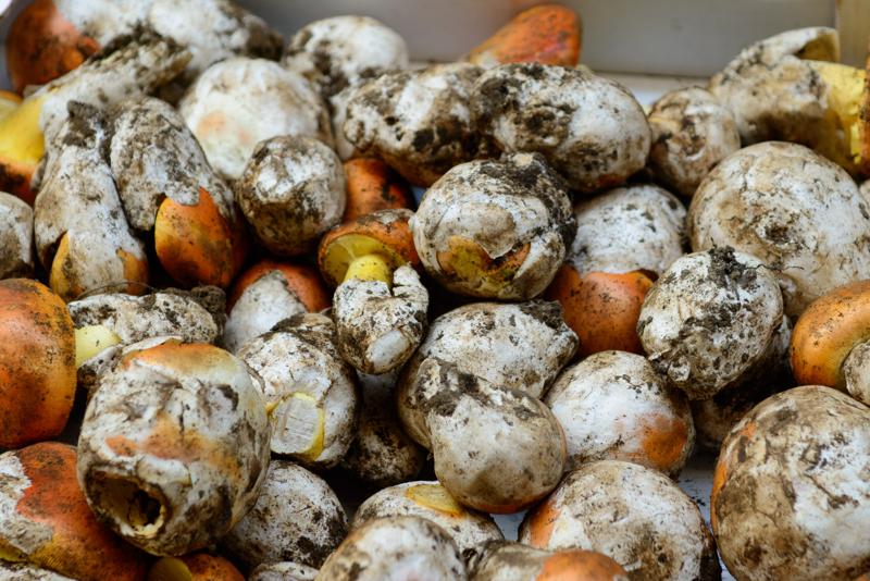  20121001_PB8_1866.JPG </br ><small> 2012-10-01 16:24</br >NIKON D800 + 24.0-70.0 mm f/2.8<br /> 70mm 1/100s f/4 ISO 200</small>