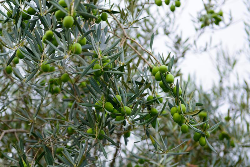  20120928_PB8_1384.JPG </br ><small> 2012-09-28 12:06</br >NIKON D800 + 24.0-70.0 mm f/2.8<br /> 70mm 1/800s f/4 ISO 200</small>