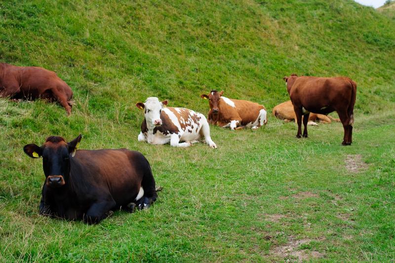  D3C_3506.jpg </br ><small> 2008-08-06 15:42</br >NIKON D300 35mm 1/160s f/4 ISO 200</small>