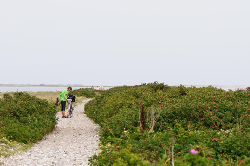  D3C_3544.jpg </br ><small> 2008-08-07 13:25</br >NIKON D300 105mm 1/640s f/5.6 ISO 200</small>