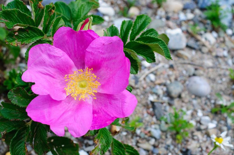  D3C_3563.jpg </br ><small> 2008-08-07 13:54</br >NIKON D300 35mm 1/200s f/8 ISO 200</small>