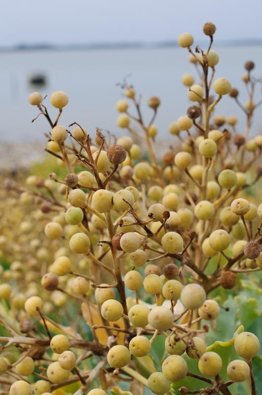  D3C_3573.jpg </br ><small> 2008-08-07 14:02</br >NIKON D300 35mm 1/400s f/8 ISO 200</small>