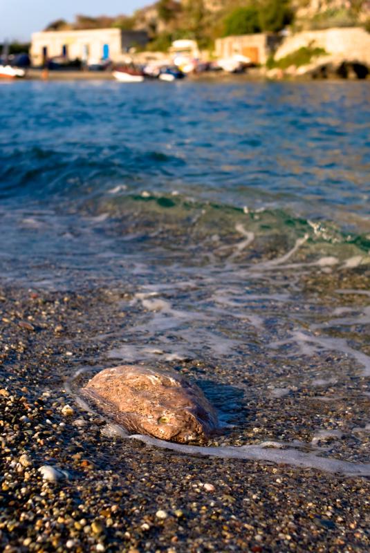  D2C_7699.jpg </br ><small> 2008-05-04 17:54</br >NIKON D200 35mm 1/1000s f/3.2 ISO 100</small>