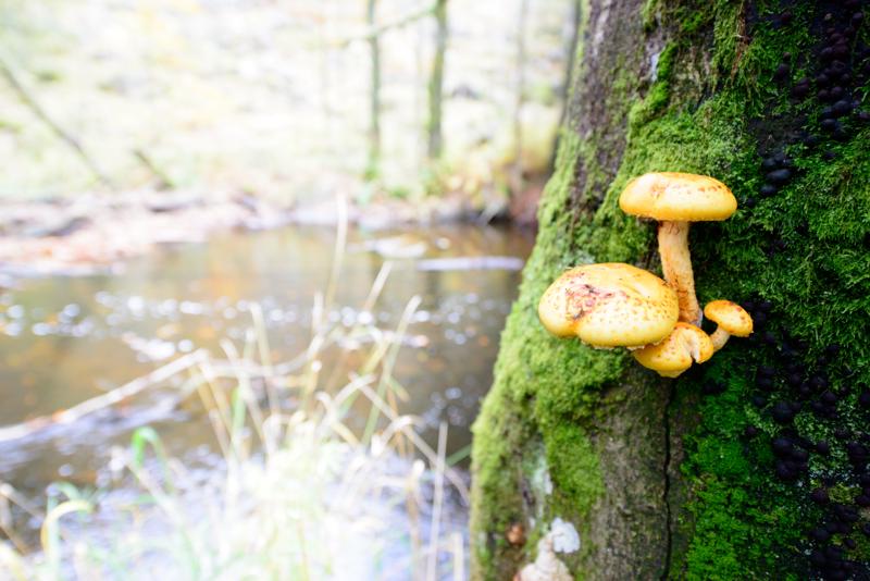  20121020_PB8_3144.JPG </br ><small> 2012-10-20 14:58</br >NIKON D800 + 14.0-24.0 mm f/2.8<br /> 24mm 1/100s f/4 ISO 400</small>