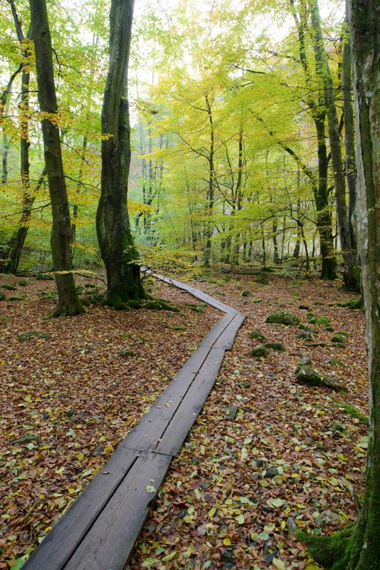  20121020_PB8_3156.JPG </br ><small> 2012-10-20 15:13</br >NIKON D800 + 14.0-24.0 mm f/2.8<br /> 24mm 1/30s f/5.6 ISO 400</small>