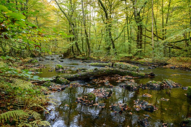  20121020_PB8_3157.JPG </br ><small> 2012-10-20 15:15</br >NIKON D800 + 14.0-24.0 mm f/2.8<br /> 24mm 1/50s f/5.6 ISO 900</small>