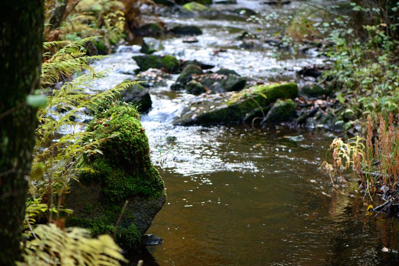  20121020_PB8_3171.JPG </br ><small> 2012-10-20 15:27</br >NIKON D800 + 105.0 mm f/2.8<br /> 105mm 1/250s f/4 ISO 1100</small>