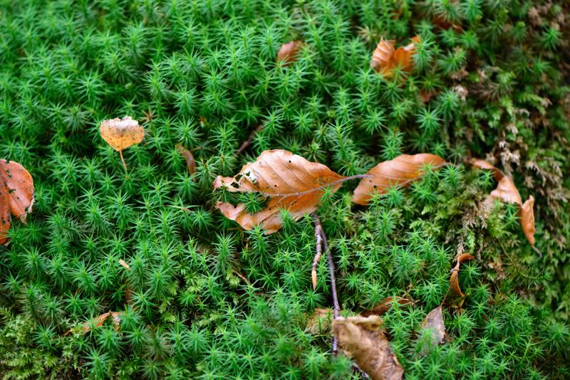  20121020_PB8_3181.JPG </br ><small> 2012-10-20 15:32</br >NIKON D800 + 105.0 mm f/2.8<br /> 105mm 1/250s f/4 ISO 6400</small>