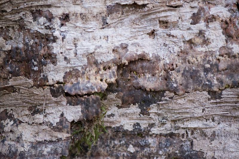  20121020_PB8_3183.JPG </br ><small> 2012-10-20 15:33</br >NIKON D800 + 105.0 mm f/2.8<br /> 105mm 1/250s f/4 ISO 2800</small>