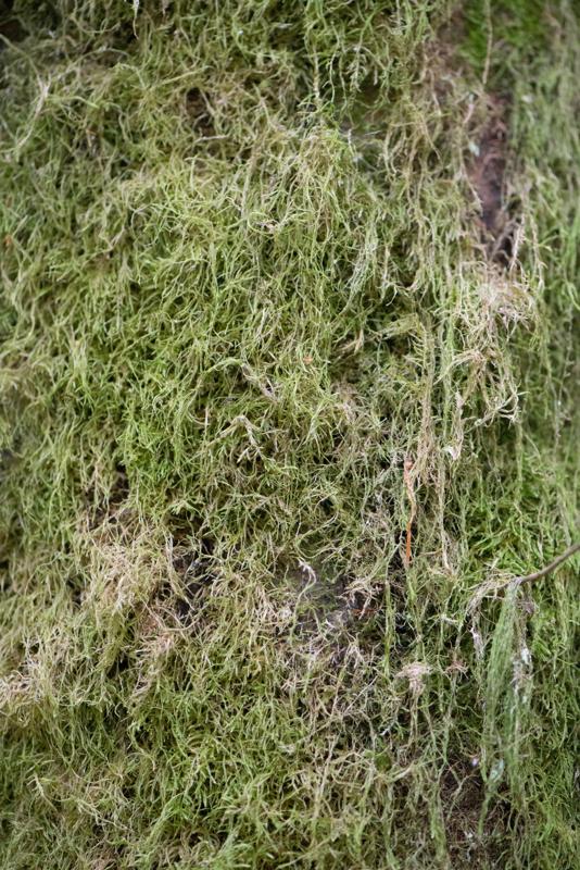  20121020_PB8_3185.JPG </br ><small> 2012-10-20 15:34</br >NIKON D800 + 105.0 mm f/2.8<br /> 105mm 1/250s f/4 ISO 6400</small>