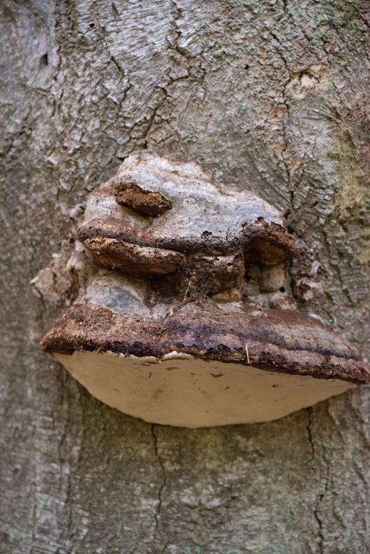  20121020_PB8_3189.JPG </br ><small> 2012-10-20 15:37</br >NIKON D800 + 105.0 mm f/2.8<br /> 105mm 1/200s f/4 ISO 6400</small>