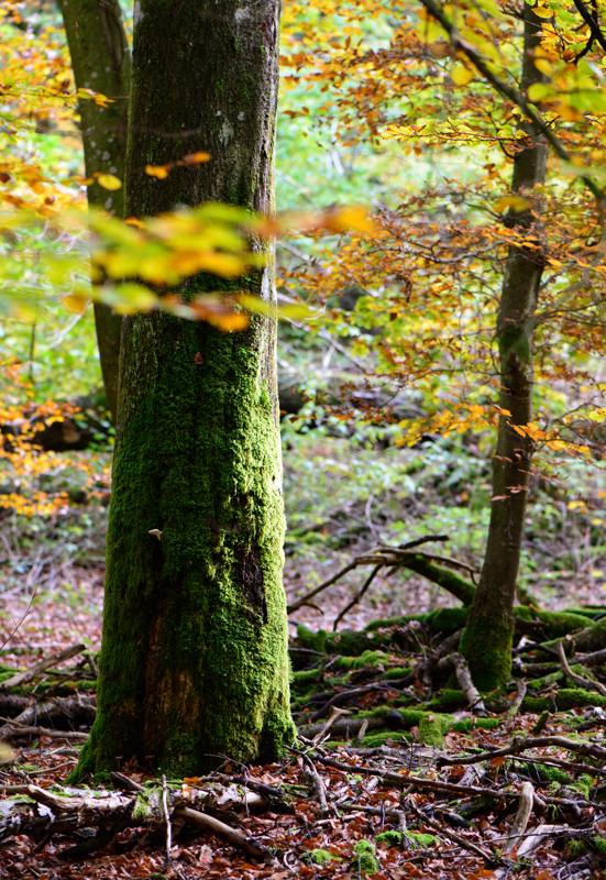  20121020_PB8_3204.JPG </br ><small> 2012-10-20 16:03</br >NIKON D800 + 105.0 mm f/2.8<br /> 105mm 1/250s f/4 ISO 2800</small>