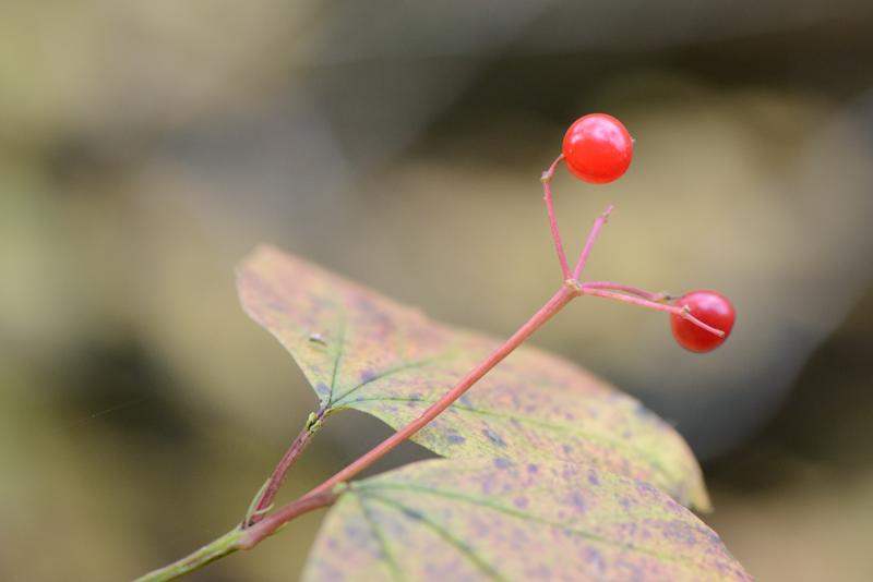  20121020_PB8_3207.JPG </br ><small> 2012-10-20 16:22</br >NIKON D800 + 105.0 mm f/2.8<br /> 105mm 1/250s f/4 ISO 2000</small>