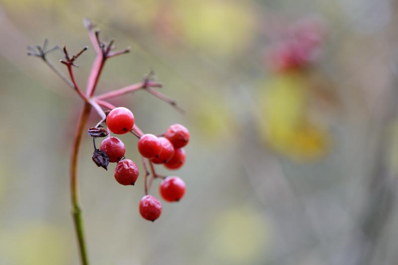  20121020_PB8_3213.JPG </br ><small> 2012-10-20 16:27</br >NIKON D800 + 105.0 mm f/2.8<br /> 105mm 1/250s f/5.6 ISO 1400</small>