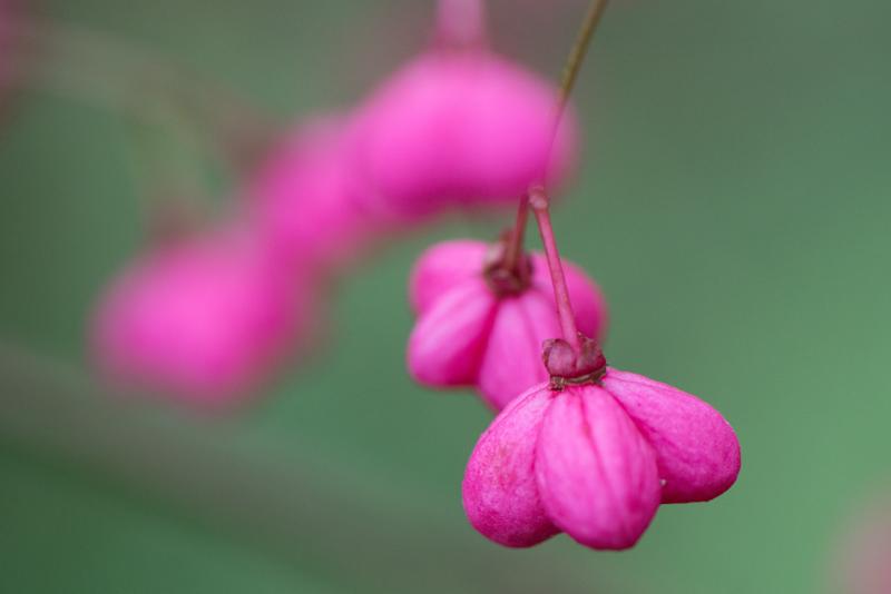  20121020_PB8_3217.JPG </br ><small> 2012-10-20 16:31</br >NIKON D800 + 105.0 mm f/2.8<br /> 105mm 1/250s f/5.6 ISO 2200</small>