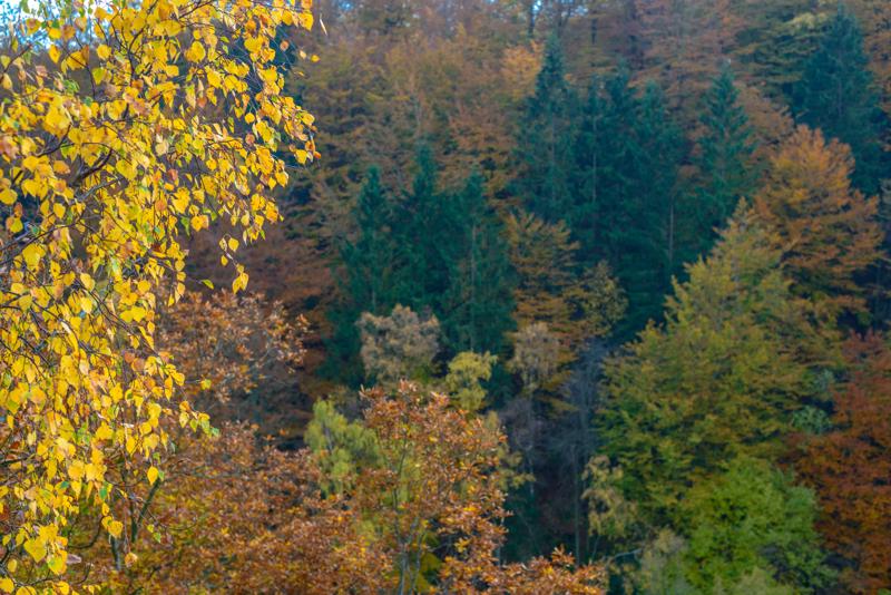  20121020_PB8_3244.JPG </br ><small> 2012-10-20 17:02</br >NIKON D800 + 50.0 mm f/1.4<br /> 50mm 1/100s f/5.6 ISO 1100</small>