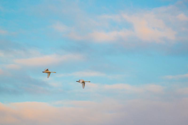  20121013_PB8_2538.JPG </br ><small> 2012-10-13 17:49</br >NIKON D800 + 70.0-200.0 mm f/2.8<br /> 200mm 1/1250s f/4 ISO 200</small>