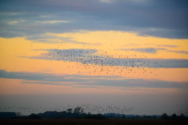  20121013_PB8_2589.JPG </br ><small> 2012-10-13 18:18</br >NIKON D800 + 70.0-200.0 mm f/2.8<br /> 200mm 1/400s f/4 ISO 450</small>