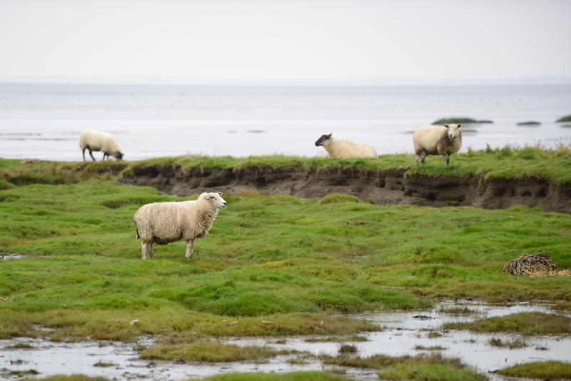  20121014_PB8_2648.JPG </br ><small> 2012-10-14 11:50</br >NIKON D800 + 70.0-200.0 mm f/2.8<br /> 200mm 1/400s f/4 ISO 400</small>