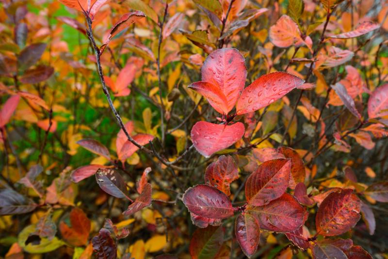  20121014_PB8_2698.JPG </br ><small> 2012-10-14 13:13</br >NIKON D800 + 14.0-24.0 mm f/2.8<br /> 24mm 1/200s f/5.6 ISO 200</small>