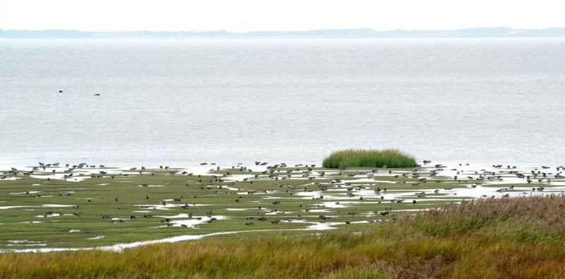  20121014_PB8_2753.JPG </br ><small> 2012-10-14 15:27</br >NIKON D800 + 70.0-200.0 mm f/2.8<br /> 320mm 1/640s f/9 ISO 1100</small>