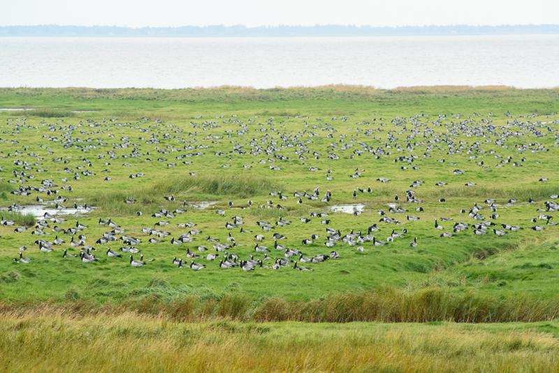  20121014_PB8_2790.JPG </br >Bramgæs ved Ballum Dige</br > <small> 2012-10-14 15:43</br >NIKON D800 + 70.0-200.0 mm f/2.8<br /> 340mm 1/800s f/9 ISO 4000</small>