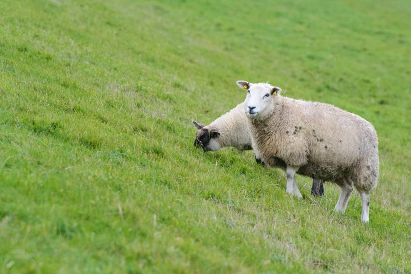  20121014_PB8_2791.JPG </br ><small> 2012-10-14 15:43</br >NIKON D800 + 70.0-200.0 mm f/2.8<br /> 340mm 1/800s f/9 ISO 3600</small>