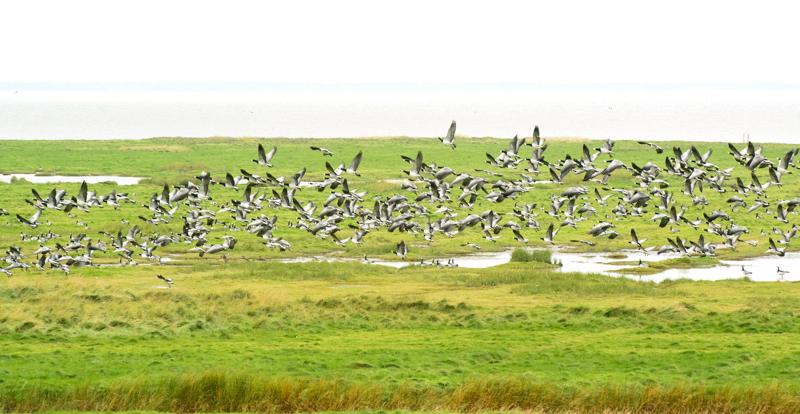  20121014_PB8_2796.JPG </br >Bramgæs ved Ballum Dige</br > <small> 2012-10-14 15:46</br >NIKON D800 + 70.0-200.0 mm f/2.8<br /> 220mm 1/500s f/9 ISO 1400</small>