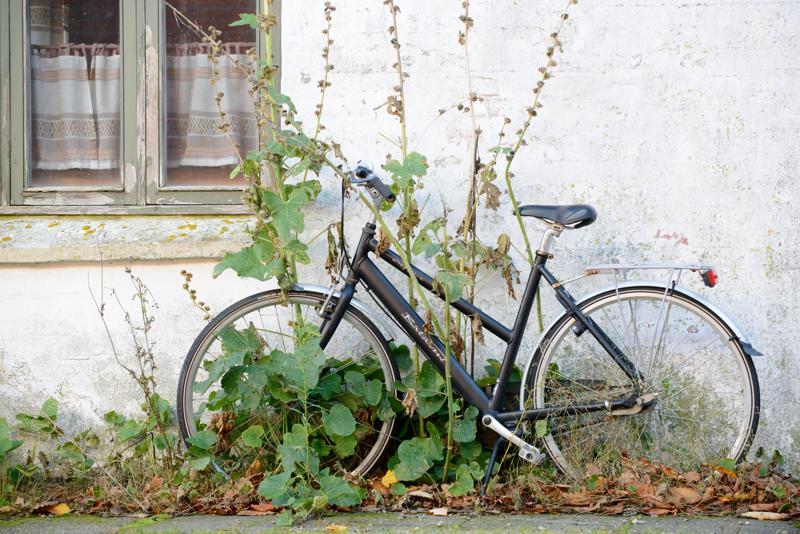  20121015_PB8_2936.JPG </br ><small> 2012-10-15 10:34</br >NIKON D800 + 70.0-200.0 mm f/2.8<br /> 130mm 1/320s f/5.6 ISO 1100</small>