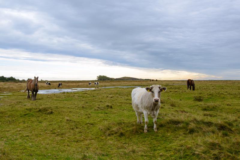  20121015_PB8_2982.JPG </br ><small> 2012-10-15 12:26</br >NIKON D800 + 14.0-24.0 mm f/2.8<br /> 22mm 1/200s f/5.6 ISO 100</small>