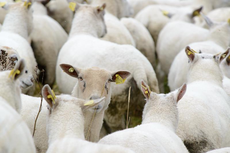  20121015_PB8_3036.JPG </br ><small> 2012-10-15 14:55</br >NIKON D800 + 70.0-200.0 mm f/2.8<br /> 340mm 1/800s f/9 ISO 2000</small>