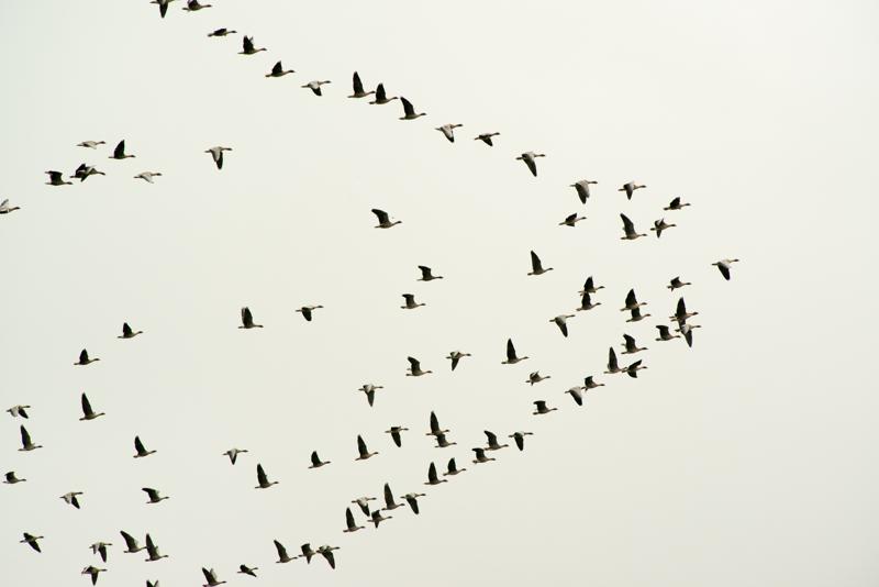  20121015_PB8_3038.JPG </br ><small> 2012-10-15 14:56</br >NIKON D800 + 70.0-200.0 mm f/2.8<br /> 340mm 1/800s f/9 ISO 1100</small>