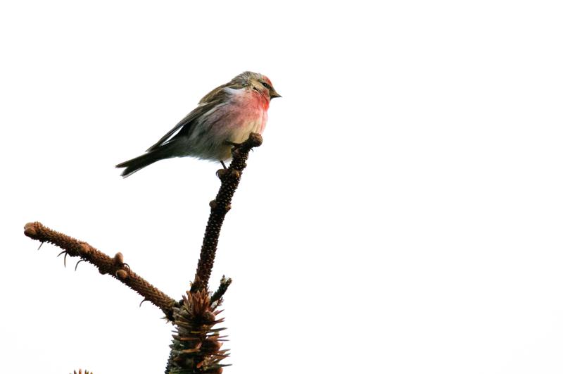  20150514-PB8_8567.JPG </br ><small> 2015-05-14 20:57</br >NIKON D800 + 150.0-600.0 mm f/5.0-6.3<br /> 600mm 1/800s f/7.1 ISO 1250</small>