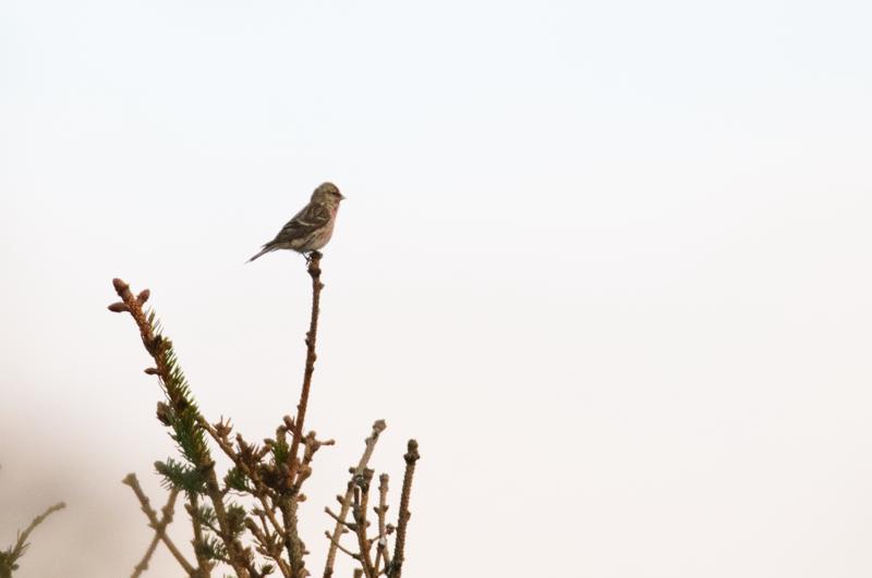  20150514-PB8_8572.JPG </br ><small> 2015-05-14 20:59</br >NIKON D800 + 150.0-600.0 mm f/5.0-6.3<br /> 600mm 1/800s f/7.1 ISO 2200</small>