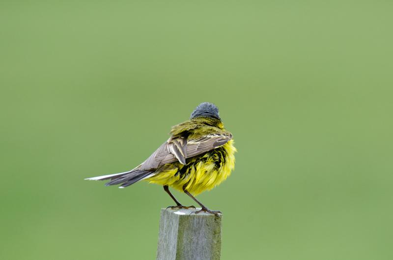  20150515-PB8_8627.JPG </br ><small> 2015-05-15 11:35</br >NIKON D800 + 150.0-600.0 mm f/5.0-6.3<br /> 600mm 1/800s f/8 ISO 1000</small>