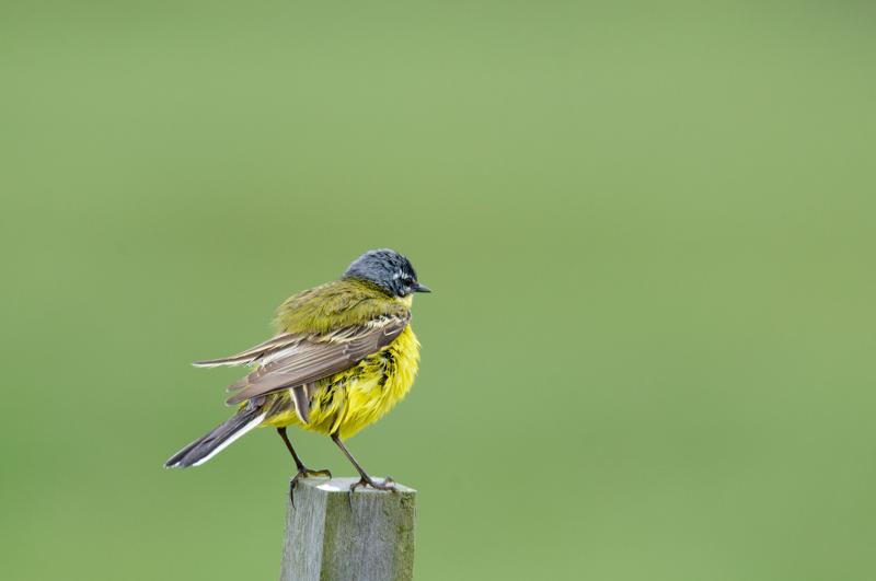  20150515-PB8_8629.JPG </br ><small> 2015-05-15 11:35</br >NIKON D800 + 150.0-600.0 mm f/5.0-6.3<br /> 600mm 1/800s f/8 ISO 1000</small>