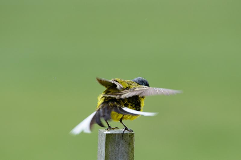  20150515-PB8_8630.JPG </br ><small> 2015-05-15 11:35</br >NIKON D800 + 150.0-600.0 mm f/5.0-6.3<br /> 600mm 1/800s f/8 ISO 1000</small>