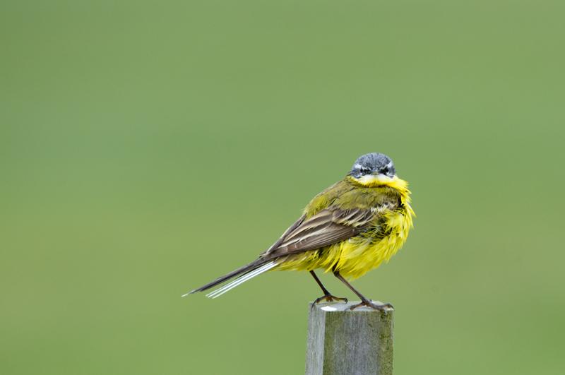  20150515-PB8_8631.JPG </br ><small> 2015-05-15 11:35</br >NIKON D800 + 150.0-600.0 mm f/5.0-6.3<br /> 600mm 1/800s f/8 ISO 1000</small>