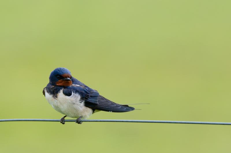  20150515-PB8_8633.JPG </br ><small> 2015-05-15 11:36</br >NIKON D800 + 150.0-600.0 mm f/5.0-6.3<br /> 460mm 1/800s f/8 ISO 720</small>