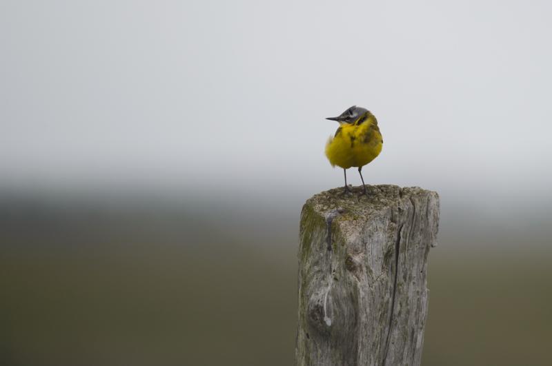  20150515-PB8_8697.JPG </br ><small> 2015-05-15 12:56</br >NIKON D800 + 150.0-600.0 mm f/5.0-6.3<br /> 600mm 1/640s f/7.1 ISO 180</small>