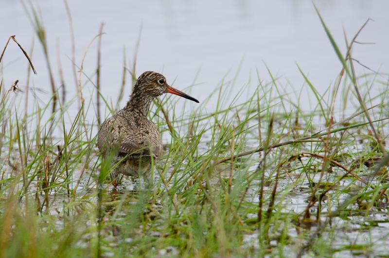  20150515-PB8_8714.JPG </br ><small> 2015-05-15 13:07</br >NIKON D800 + 150.0-600.0 mm f/5.0-6.3<br /> 600mm 1/800s f/8 ISO 400</small>